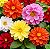 Dália Dobrada Sortida - Dahlia pinnata - 15 Sementes - Imagem 1