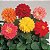 Dália Dobrada Sortida - Dahlia pinnata - 15 Sementes - Imagem 5