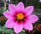 Dália Singela Sortida - Dahlia pinnata - 15 Sementes - Imagem 3
