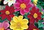 Dália Singela Sortida - Dahlia pinnata - 15 Sementes - Imagem 5
