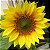 Girassol Alto de Jardim - 10 Sementes - Imagem 5