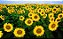 Girassol Alto de Jardim - 10 Sementes - Imagem 3