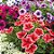Petúnia Híbrida Sortida - Petunia hybrida multiflora - 50 Sementes - Imagem 3