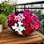 Petúnia Híbrida Sortida - Petunia hybrida multiflora - 50 Sementes - Imagem 1
