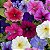 Petúnia Híbrida Sortida - Petunia hybrida multiflora - 50 Sementes - Imagem 4