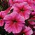 Petúnia Híbrida Sortida - Petunia hybrida multiflora - 50 Sementes - Imagem 5