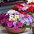 Petúnia Híbrida Sortida - Petunia hybrida multiflora - 50 Sementes - Imagem 2