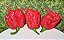 Carolina Reaper: 5 Sementes (Pimenta Mais Forte do Mundo) - Imagem 5