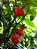 Carolina Reaper: 5 Sementes (Pimenta Mais Forte do Mundo) - Imagem 4