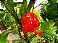 Carolina Reaper: 5 Sementes (Pimenta Mais Forte do Mundo) - Imagem 2