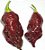 Bhut Jolokia Chocolate: 10 Sementes (Pimenta Nuclear) - Imagem 3