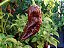Bhut Jolokia Chocolate: 10 Sementes (Pimenta Nuclear) - Imagem 2