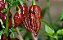 Bhut Jolokia Chocolate: 10 Sementes (Pimenta Nuclear) - Imagem 5