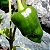 Pimenta Ancho (Poblano): 10 Sementes - Imagem 1