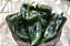 Pimenta Ancho (Poblano): 10 Sementes - Imagem 3