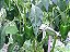 Pimenta Ancho (Poblano): 10 Sementes - Imagem 2