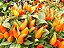 Pimenta Estromboli Ornamental: 20 Sementes - Imagem 2