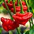 Pimenta Jamaican Red: 20 Sementes - Imagem 1