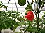 Pimenta Jamaican Red: 20 Sementes - Imagem 5