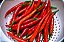 Pimenta Long Cayenna ORGÂNICO: 40 Sementes - Imagem 2