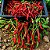 Pimenta Long Cayenna ORGÂNICO: 40 Sementes - Imagem 1