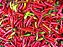 Pimenta Long Cayenna ORGÂNICO: 40 Sementes - Imagem 4