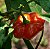 Pimenta Pitanga (Brazilian Starfish): 20 Sementes - Imagem 5
