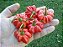 Pimenta Pitanga (Brazilian Starfish): 20 Sementes - Imagem 1