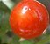 Pimenta Redonda para Vaso: 40 Sementes - Imagem 2