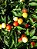 Pimenta Redonda para Vaso: 40 Sementes - Imagem 5