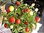 Pimenta Redonda para Vaso: 40 Sementes - Imagem 1