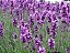 Lavanda (Alfazema) - Lavandula angustifolia - 15 Sementes - Imagem 2