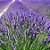 Lavanda (Alfazema) - Lavandula angustifolia - 15 Sementes - Imagem 1