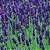 Lavanda (Alfazema) - Lavandula angustifolia - 15 Sementes - Imagem 5