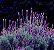 Lavanda (Alfazema) - Lavandula angustifolia - 15 Sementes - Imagem 4