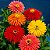 Zinnia Cactos Sortido: 15 Sementes (Zinia) - Imagem 1