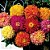 Zinnia Cactos Sortido: 15 Sementes (Zinia) - Imagem 5
