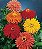 Zinnia Cactos Sortido: 15 Sementes (Zinia) - Imagem 4