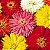 Zinnia Cactos Sortido: 15 Sementes (Zinia) - Imagem 2