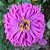Zinnia Cactos Sortido: 15 Sementes (Zinia) - Imagem 3