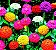Zinnia Lilliput Sortido: 15 Sementes (Zinia) - Imagem 5