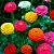 Zinnia Lilliput Sortido: 15 Sementes (Zinia) - Imagem 3
