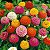 Zinnia Lilliput Sortido: 15 Sementes (Zinia) - Imagem 4
