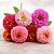 Zinnia Lilliput Sortido: 15 Sementes (Zinia) - Imagem 2