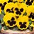 Amor Perfeito Amarelo Gigante Suíço -Viola tricolor: 15 Sementes - Imagem 2