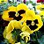 Amor Perfeito Amarelo Gigante Suíço -Viola tricolor: 15 Sementes - Imagem 4