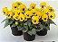 Amor Perfeito Amarelo Gigante Suíço -Viola tricolor: 15 Sementes - Imagem 3