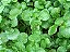 Agrião da Terra: 50 Sementes - Imagem 2