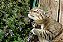 Erva dos Gatos (Catnip): 20 Sementes - Imagem 2