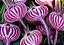 Beterraba Listrada (Chioggia): 15 Sementes - Imagem 3
